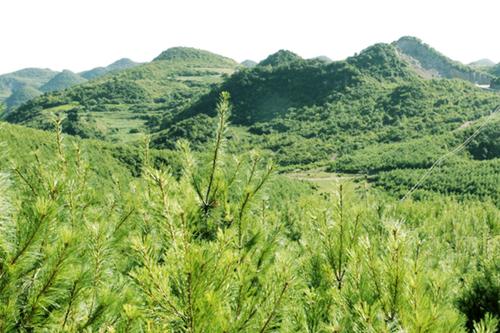 厲害了貴州林業(yè)六個第一掀起綠色風(fēng)暴